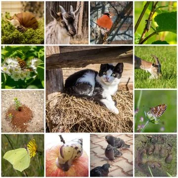Collage with animals Stock Photos