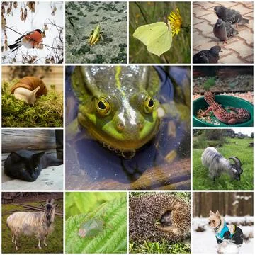 Collage with animals Stock Photos