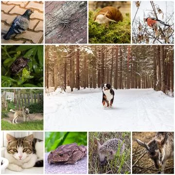 Collage with animals Stock Photos