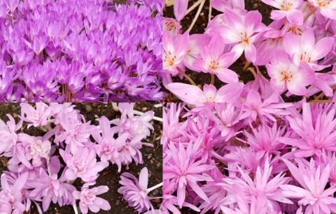 Collage background of purple crocuses Stock Photos