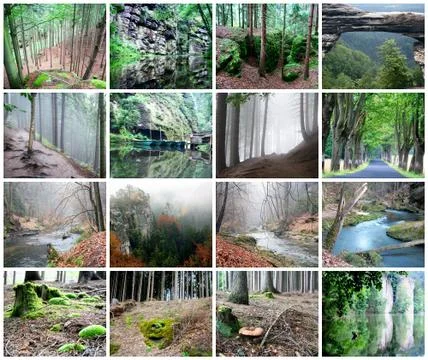 Collage of beautiful forest Stock Illustration