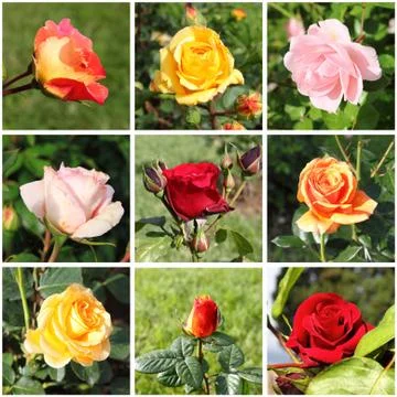 Collage of beautiful roses Stock Photos