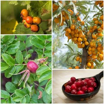 Collage with berries Stock Photos