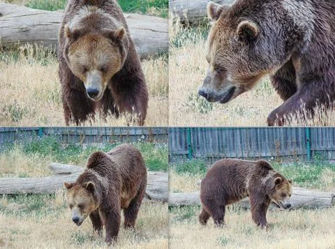 Collage with a brown bear Fotos de archivo