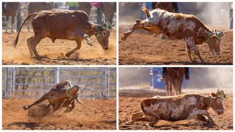 Collage Of Calf Roping At A Rodeo Stock Photos