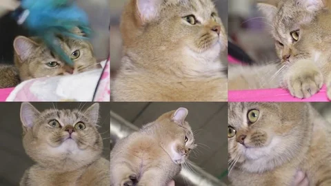 Collage of cats on the cat show Stock Footage 72185570