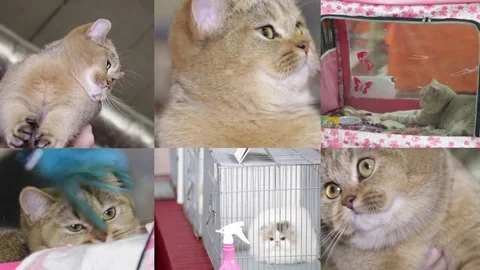 Collage of cats on the cat show Stock Footage 72185731
