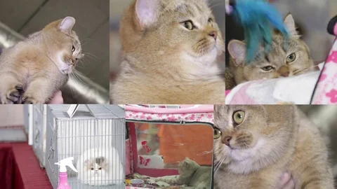 Collage of cats on the cat show Stock Footage 72185893