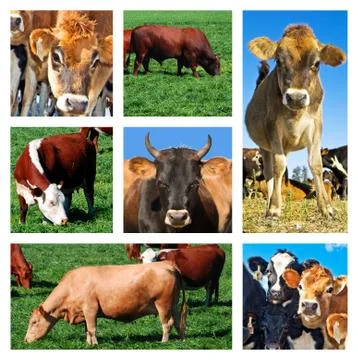 Collage of cattle on the field Stock Photos