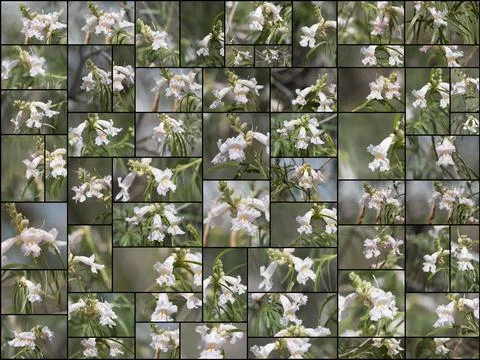 COLLAGE - CHILOPSIS LINEARIS BLOOM Stock Photos