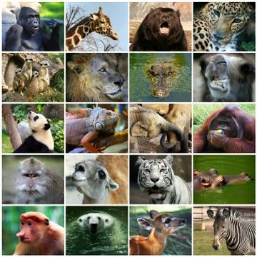 Collage with different animal faces Stock Photos