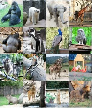 Collage of different animals Stock Photos