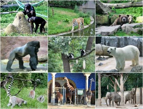 Collage of different animals Stock Photos