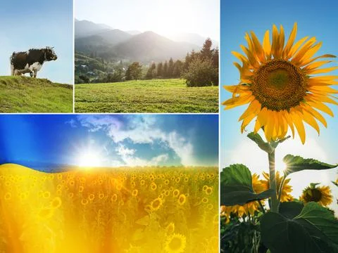 Collage with different beautiful photos devoted to Ukrainian nature Stock Photos