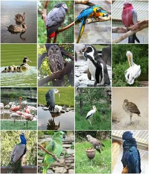 Collage of different birds Stock Photos