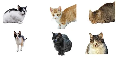 Collage with different cats isolated on white Stock Photos