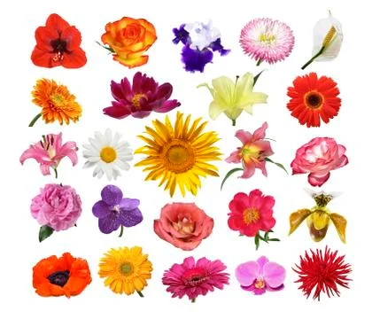 Collage of different colored bright colors Stock Photos