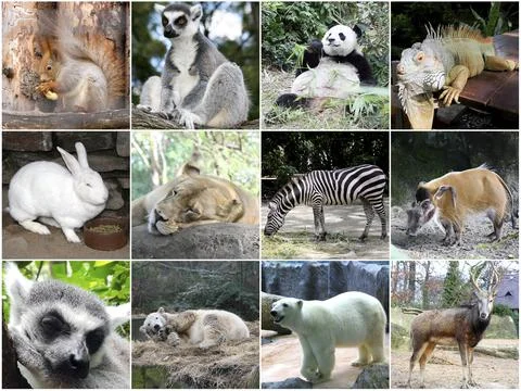 Collage of different cute animals Stock Photos