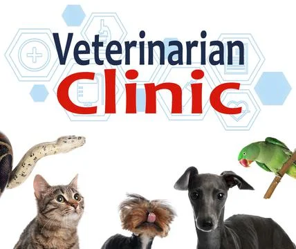 Collage with different cute pets and text Veterinarian Clinic on white backgr Stock Photos