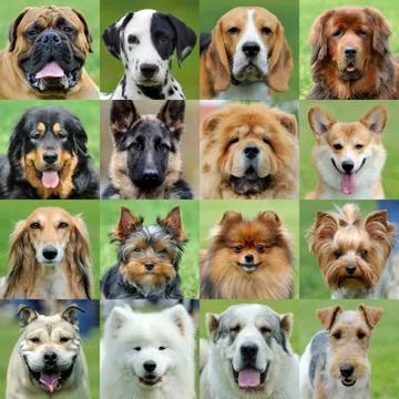 Collage of different dogs Foto stock