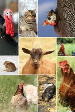 Collage with different farm animals Foto stock