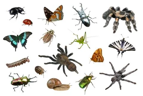 Collage of different insects Stock Photos