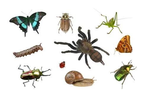 Collage of different insects Stock Photos