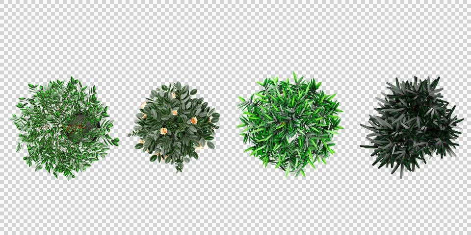 Collage with different potted Bamboos,Salix integra,GREEN MAPLE plants on w.. Stock Photos