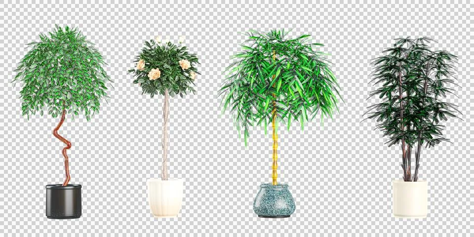 Collage with different potted Bamboos,Salix integra,GREEN MAPLE plants on w.. Stock Photos