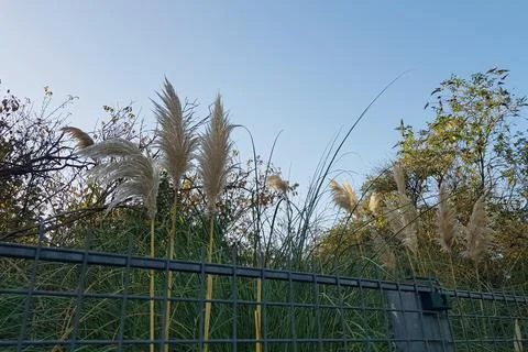 Collage of different type of Pampas Grass isolated on white background. Stock Photos