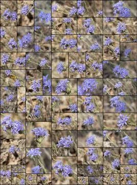 COLLAGE - ERIASTRUM DENSIFOLIUM BLOOM Stock Photos