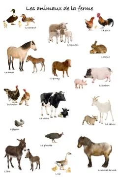 Collage of farm animals in French in front of white background, Stock Photos
