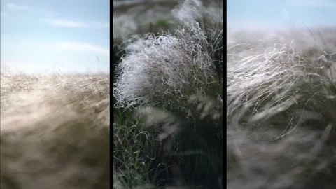 Collage feather grass develops in the wind Video stock 154117838