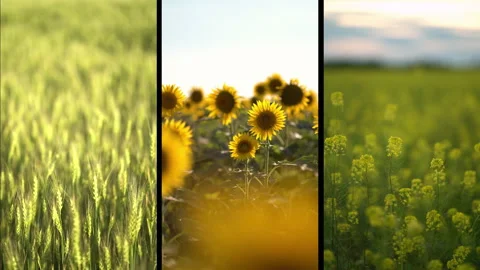 Collage fields. Vídeo Stock 138023698