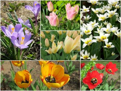 Collage of first spring flowers Stock Photos