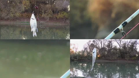 Fishing. Man Sitting in a Rubber Boat in Pond Puts a Worm on Hook. Hands  Close-up. Live Bait for Fish Stock Footage - Video of calm, freshwater:  210216536