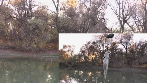 Collage of fish hanging on a hook with a worm on the background of the river Vídeos de archivo 218997141