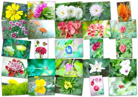Collage of flowers Stock Photos