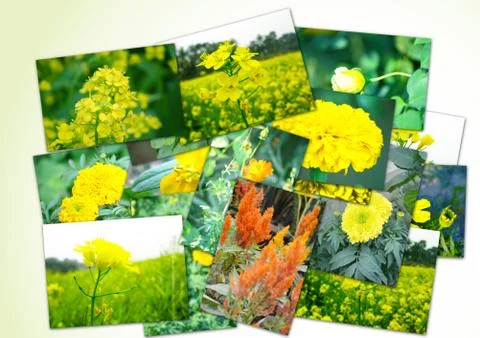 Collage of flowers Stock Photos