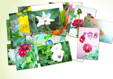 Collage of flowers Stock Photos