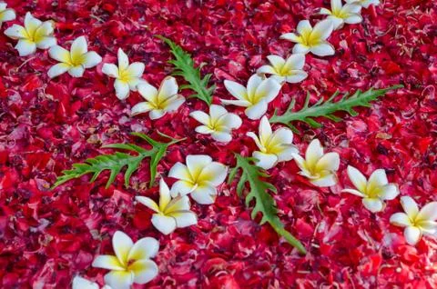 Collage of flowers 스톡 사진