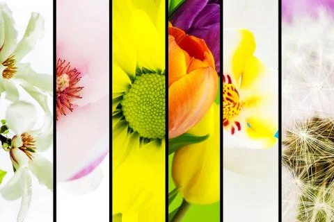 Collage of flowers Stock Photos