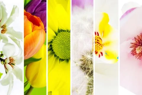 Collage of flowers Stock Photos