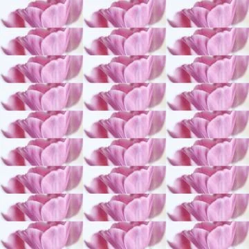 Collage flowers Stock Photos
