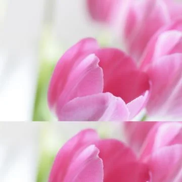 Collage flowers Stock Photos