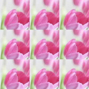 Collage flowers Stock Photos