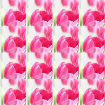 Collage flowers Stock Photos