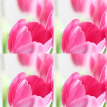 Collage flowers Stock Photos