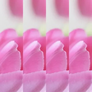 Collage flowers Stock Photos