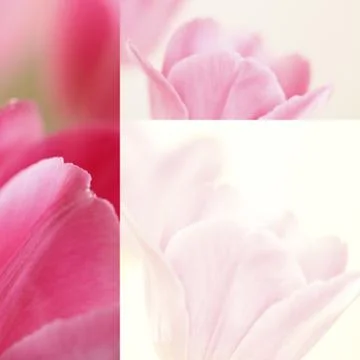 Collage flowers Stock Photos